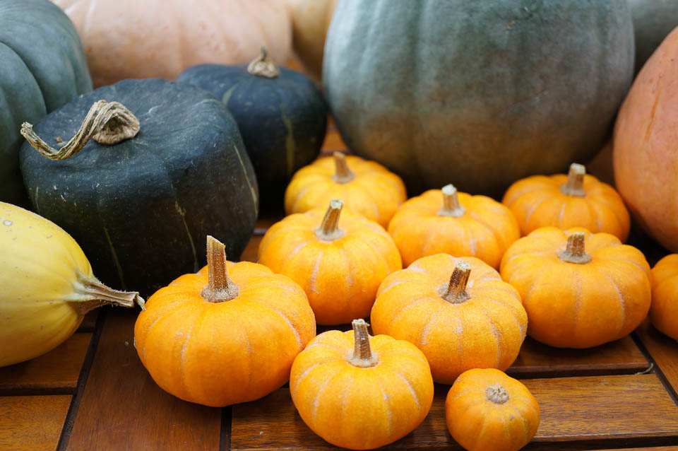 Growing Home Pumpkins Growing Home   Growing Home Pumpkins 